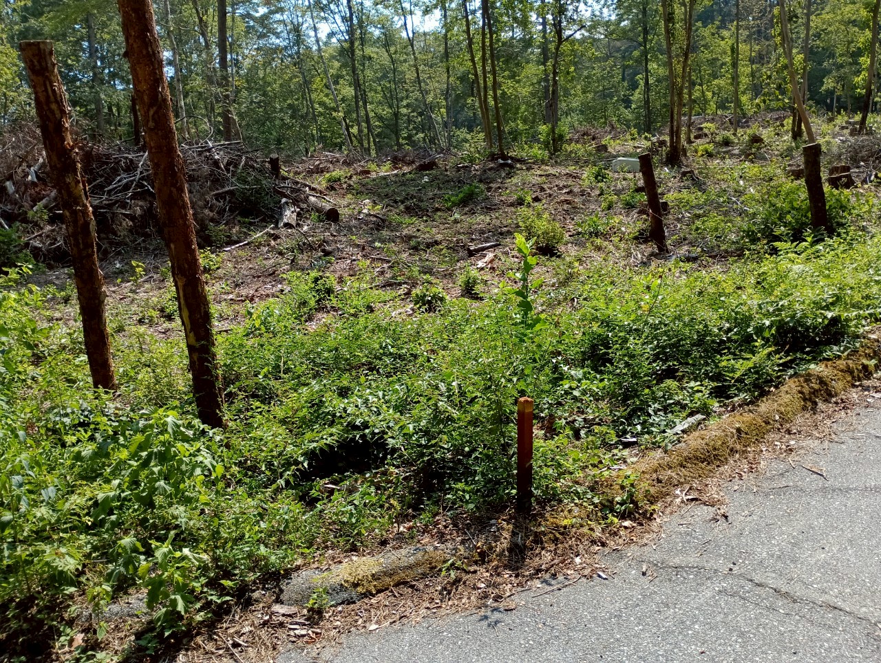「高森町の別荘地」のメイン画像