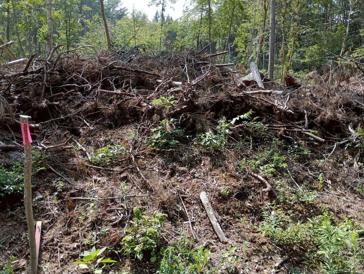 「高森町の別荘地」のメイン画像