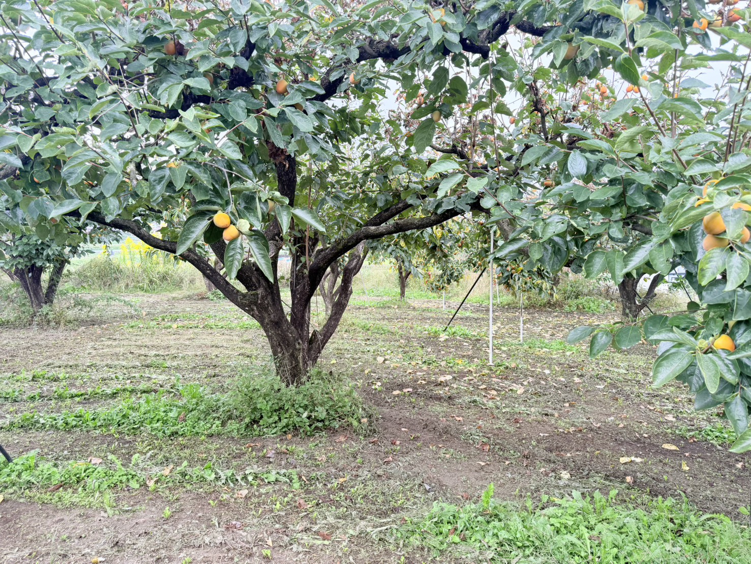「現在柿畑（23本）となっています。」のメイン画像