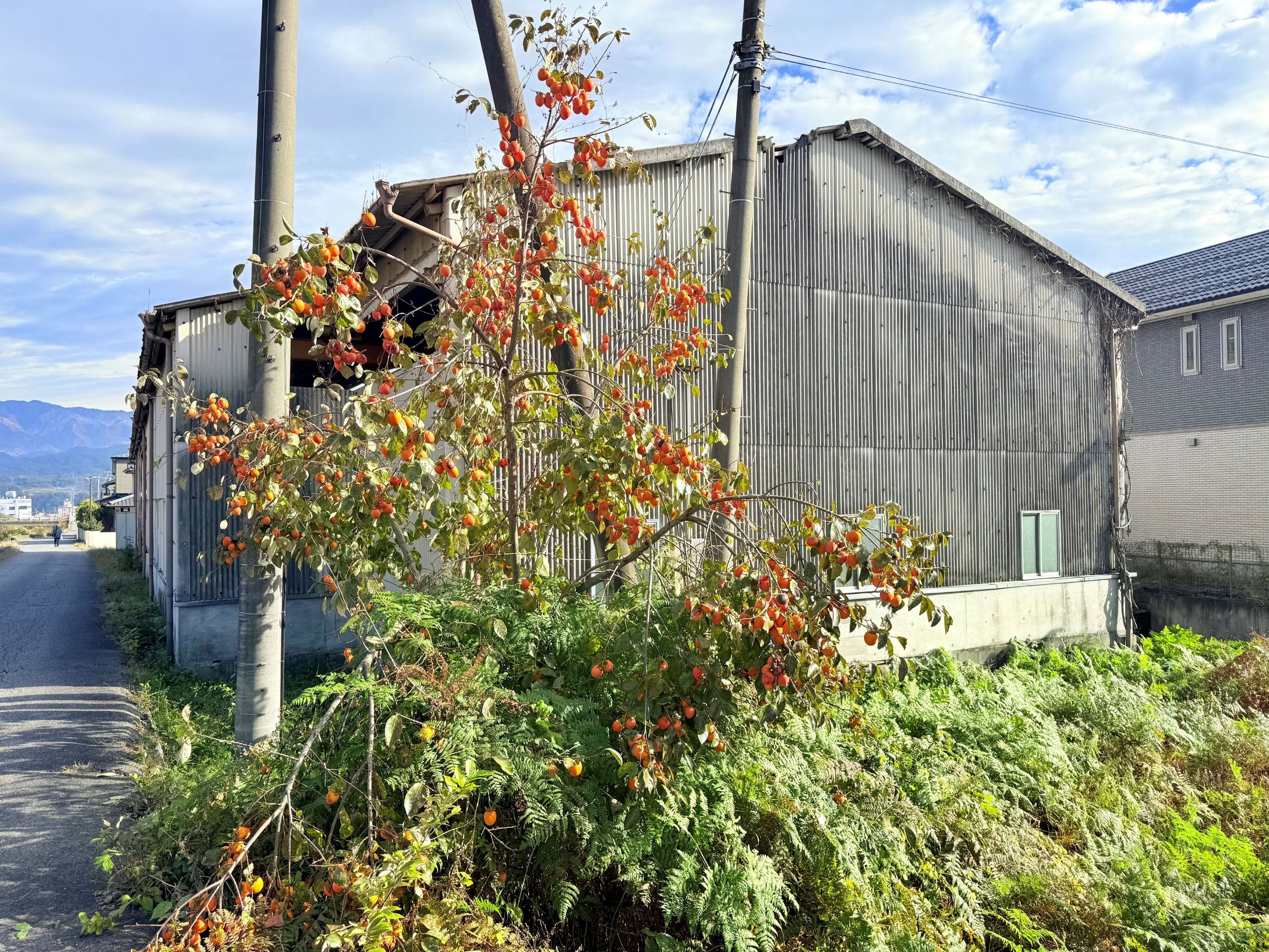 宅地947㎡。売主にて更地にし、引き渡します。の画像3