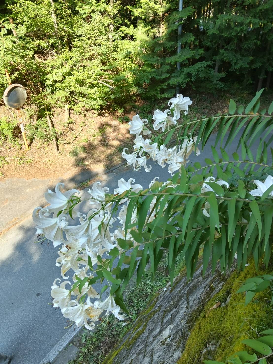 避暑地として最適！木に囲まれた静かな立地。まわりを気にせず過ごせる環境です。の画像14