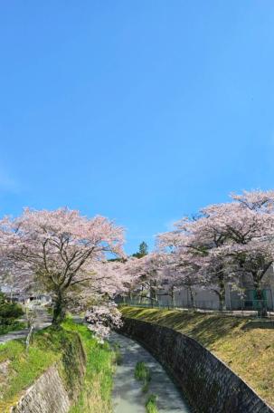 満開の桜並木を望む！丹波篠山市大山新の中古戸建物件の画像22